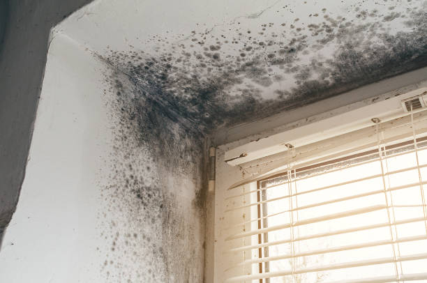 Affordable Black Mold Remediation solutions in Aberdeen, MD