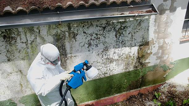 Top rated local Black Mold Remediation specialists in Aberdeen, MD
